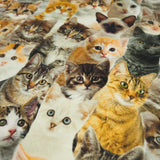 Katzen als Digitaldruck Canvas Dekostoff