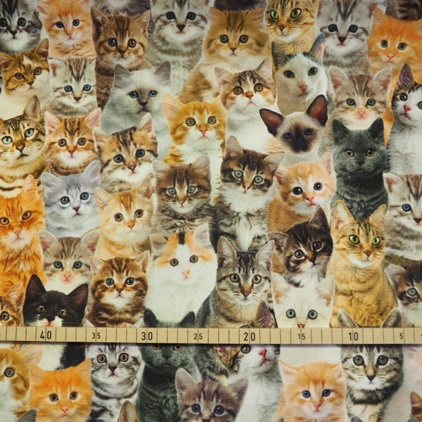 Katzen als Digitaldruck Canvas Dekostoff